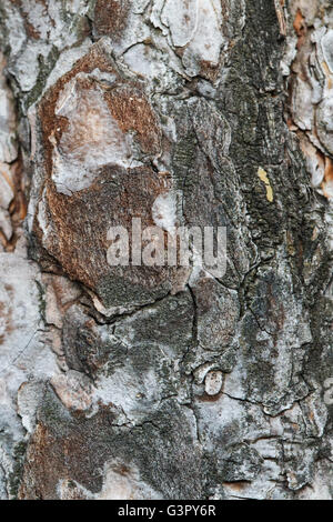 Grau, verwittert, geknackt natürlichen alten Baum-Rinde-Muster Stockfoto