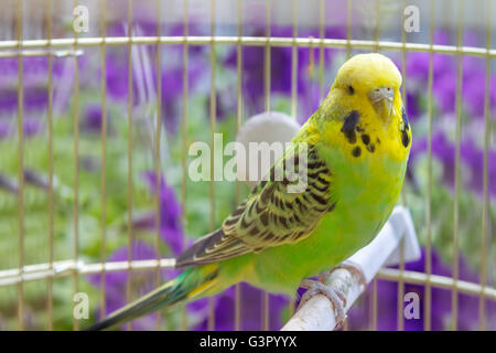 grüne wellenförmiger Papagei sitzt in einem Käfig Stockfoto