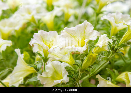 Weißen Petunien im Garten. Bunte Petunien Nahaufnahme selektiven Fokus flachen Dof. Stockfoto