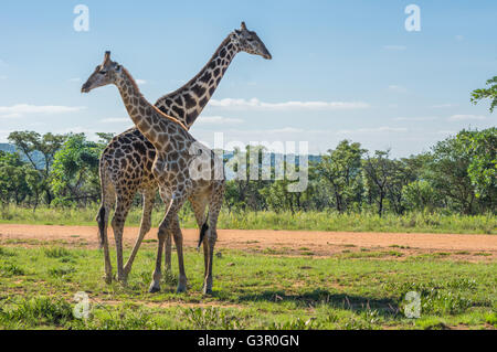 Giraffe unterrichten ihre Nachkommen in Welgevonden Game Reserve in Südafrika kämpfen Stockfoto