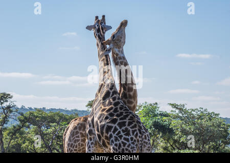 Giraffe unterrichten ihre Nachkommen in Welgevonden Game Reserve in Südafrika kämpfen Stockfoto