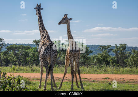 Giraffe unterrichten ihre Nachkommen in Welgevonden Game Reserve in Südafrika kämpfen Stockfoto