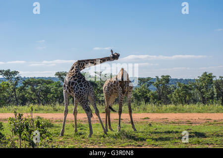 Giraffe unterrichten ihre Nachkommen in Welgevonden Game Reserve in Südafrika kämpfen Stockfoto