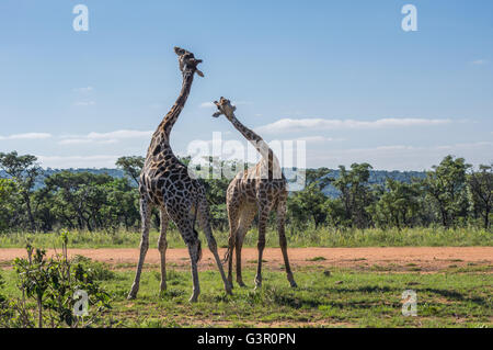 Giraffe unterrichten ihre Nachkommen in Welgevonden Game Reserve in Südafrika kämpfen Stockfoto