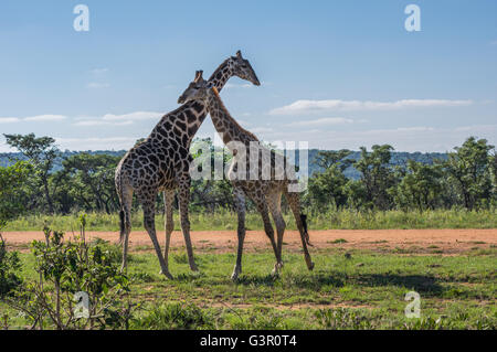 Giraffe unterrichten ihre Nachkommen in Welgevonden Game Reserve in Südafrika kämpfen Stockfoto