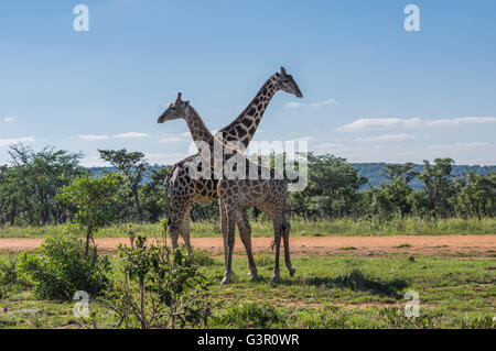 Giraffe unterrichten ihre Nachkommen in Welgevonden Game Reserve in Südafrika kämpfen Stockfoto