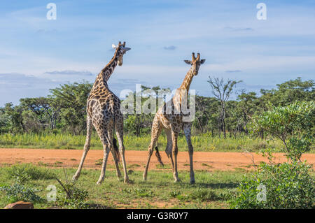 Giraffe unterrichten ihre Nachkommen in Welgevonden Game Reserve in Südafrika kämpfen Stockfoto