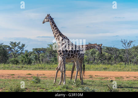 Giraffe unterrichten ihre Nachkommen in Welgevonden Game Reserve in Südafrika kämpfen Stockfoto