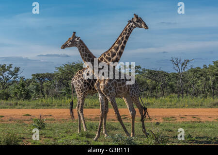 Giraffe unterrichten ihre Nachkommen in Welgevonden Game Reserve in Südafrika kämpfen Stockfoto