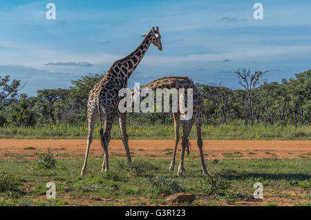 Giraffe unterrichten ihre Nachkommen in Welgevonden Game Reserve in Südafrika kämpfen Stockfoto