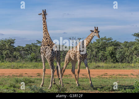 Giraffe unterrichten ihre Nachkommen in Welgevonden Game Reserve in Südafrika kämpfen Stockfoto