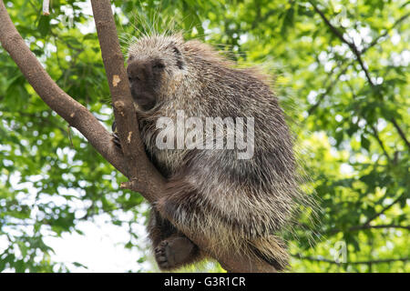 Ein gemeinsames Stachelschwein. Stockfoto