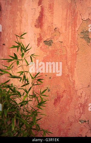 Wand detail und Anlage in Collioure, Pyrénées-Orientales, Royal, Frankreich Stockfoto