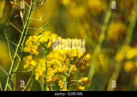 Feld-Senf (Brassica Rapa) im Feld Stockfoto