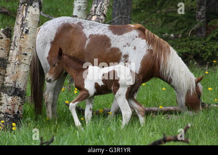 Pinto Pferde und Fohlen Stockfoto