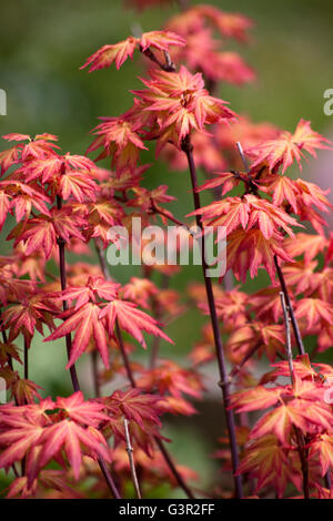 Rote Blätter Stockfoto