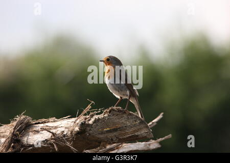 Erithacus Rubecula, Robin sitzen auf ein Protokoll, Vogel, Gartenvögel, Wildtiere Stockfoto