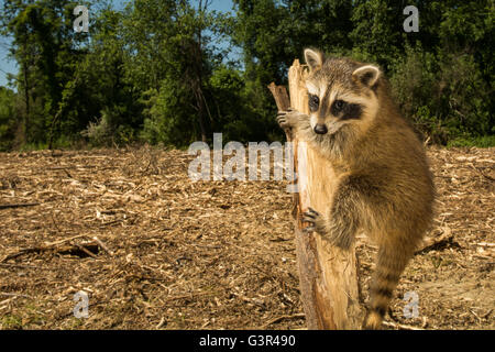 Ein Baby Waschbär auf der Suche nach ihrer Familie nach Lebensraum für eine neue Wohnsiedlung gelöscht wurde. Stockfoto