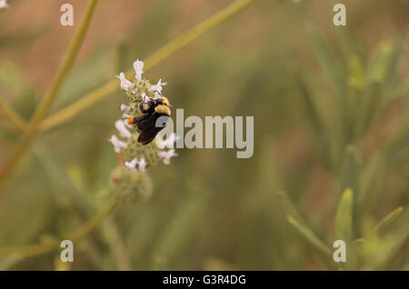 Schwarz und gelb Western Bumble Bee Bombus Occidentalis sammelt Pollen in einem Southern California-Garten im Frühling. Stockfoto