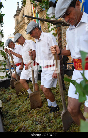 Sherry Harvest in Jerez, treten die Trauben "Fiesta De La Vendimia" Jerez De La Frontera jedes Jahr im September Spanien Stockfoto