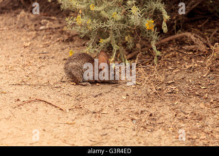 Juvenile Kaninchen, Sylvilagus Bachmani, wilde Bürste Kaninchen auf einem Wanderweg in Irvine, Kalifornien im Frühjahr Stockfoto