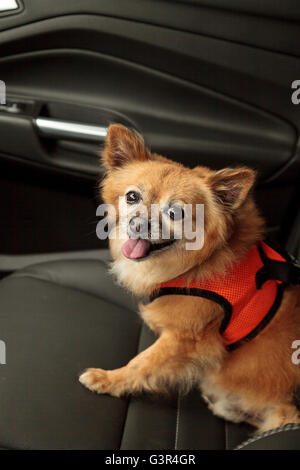 Pommern und Chihuahua-mix Hund gilt für eine Fahrt im Auto. Er ist mit einem Geschirr, das den Sicherheitsgurt für beimisst geschnallt Stockfoto