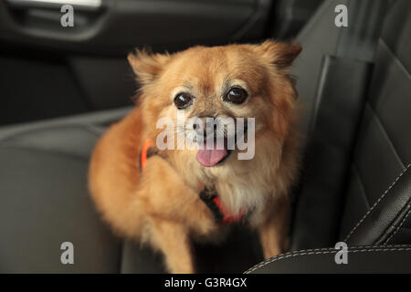 Pommern und Chihuahua-mix Hund gilt für eine Fahrt im Auto. Er ist mit einem Geschirr, das den Sicherheitsgurt für beimisst geschnallt Stockfoto