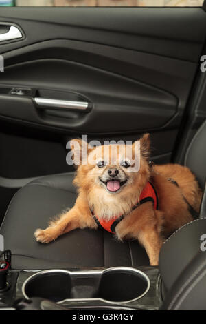 Pommern und Chihuahua-mix Hund gilt für eine Fahrt im Auto. Er ist mit einem Geschirr, das den Sicherheitsgurt für beimisst geschnallt Stockfoto