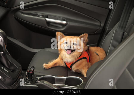 Pommern und Chihuahua-mix Hund gilt für eine Fahrt im Auto. Er ist mit einem Geschirr, das den Sicherheitsgurt für beimisst geschnallt Stockfoto