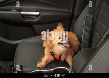 Pommern und Chihuahua-mix Hund gilt für eine Fahrt im Auto. Er ist mit einem Geschirr, das den Sicherheitsgurt für beimisst geschnallt Stockfoto