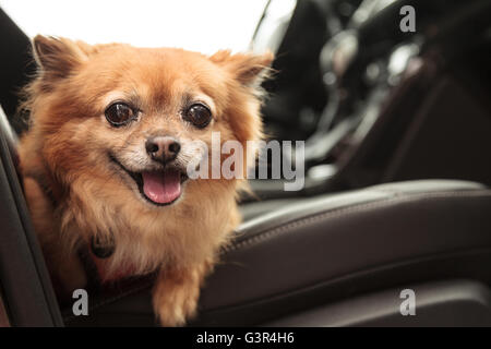 Pommern und Chihuahua-mix Hund gilt für eine Fahrt im Auto. Er ist mit einem Geschirr, das den Sicherheitsgurt für beimisst geschnallt Stockfoto