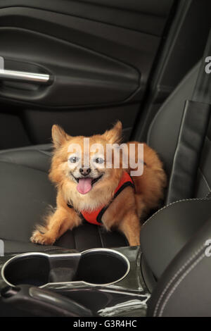 Pommern und Chihuahua-mix Hund gilt für eine Fahrt im Auto. Er ist mit einem Geschirr, das den Sicherheitsgurt für beimisst geschnallt Stockfoto