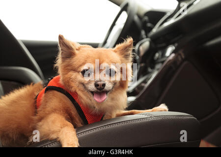 Pommern und Chihuahua-mix Hund gilt für eine Fahrt im Auto. Er ist mit einem Geschirr, das den Sicherheitsgurt für beimisst geschnallt Stockfoto