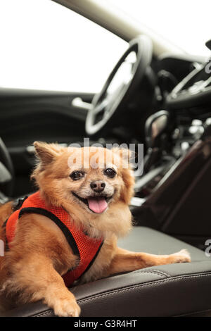 Pommern und Chihuahua-mix Hund gilt für eine Fahrt im Auto. Er ist mit einem Geschirr, das den Sicherheitsgurt für beimisst geschnallt Stockfoto