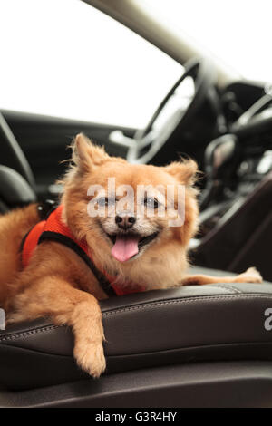 Pommern und Chihuahua-mix Hund gilt für eine Fahrt im Auto. Er ist mit einem Geschirr, das den Sicherheitsgurt für beimisst geschnallt Stockfoto