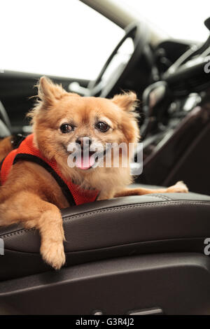 Pommern und Chihuahua-mix Hund gilt für eine Fahrt im Auto. Er ist mit einem Geschirr, das den Sicherheitsgurt für beimisst geschnallt Stockfoto