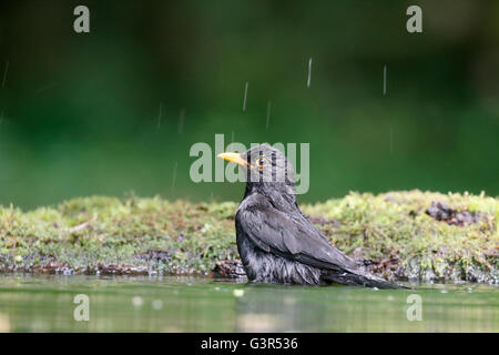 Amsel, Turdus Merula, einzelnes Männchen im Wasser, Ungarn, Mai 2016 Stockfoto