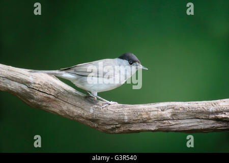 Mönchsgrasmücke, Sylvia Atricapilla, einzelnes Männchen auf Ast, Ungarn, Mai 2016 Stockfoto