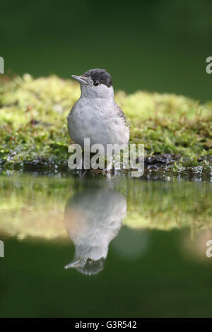 Mönchsgrasmücke, Sylvia Atricapilla, einzelnes Männchen im Wasser, Ungarn, Mai 2016 Stockfoto