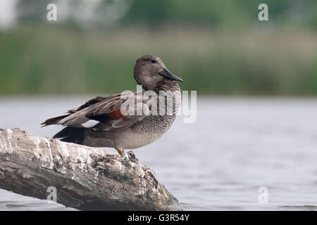 Gadwall, Anas Strepera, einzelnes Männchen durch Wasser, Ungarn, Mai 2016 Stockfoto