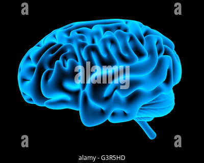 Menschliche Gehirn Xray (durchgeführt in 3D-Rendering) Stockfoto