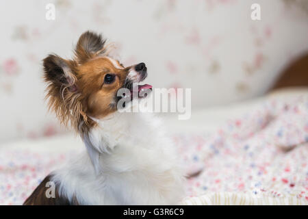 Close-up portrait Papillon Welpen Hund (Canis Lupus Familiaris). Stockfoto