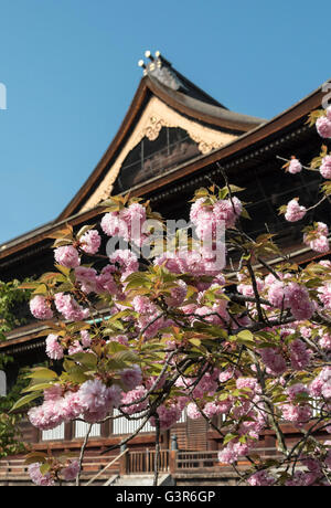 Kirschbaum in voller Blüte vor Zenko-Ji (Zenkoji) Tempel, Nagano, Japan Stockfoto