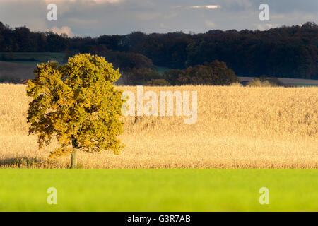 Agrarlandschaft in Haute-Marne, Frankreich. Stockfoto