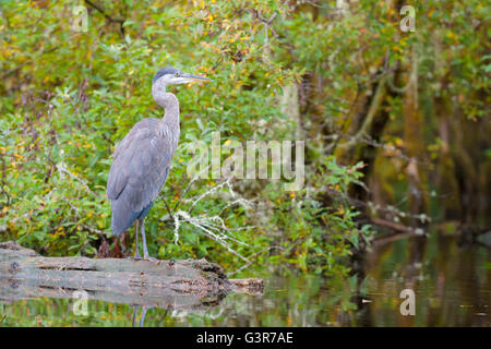 Great Blue Heron (ardea herodias), stehend auf einem Zweig in Wasser, Knight Inlet, British Columbia, Kanada. Stockfoto