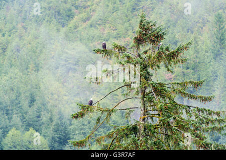 Der Weißkopfseeadler (haliaeetus leucocephalus) auf Baum sitzend, bei Regen, Knight Inlet, British Columbia, Kanada. Stockfoto