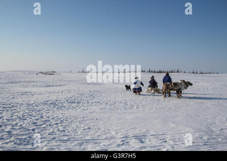 Nenzen Rentierzüchter wandern um neue Siedlungen zu platzieren. Die Jamal-Halbinsel. Stockfoto