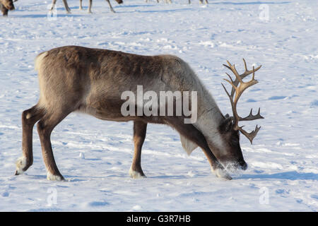 Hirsch auf der Suche nach Rentier Moos unter der Schneedecke. Stockfoto