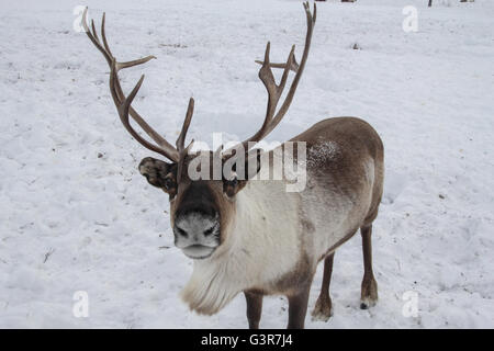 Einsame Hirsche schaut in die Kamera. Stockfoto