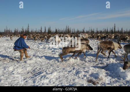 Trapping Hirsch mit Arcana. Lager der Rentierzüchter der Yamal Tundra. Stockfoto